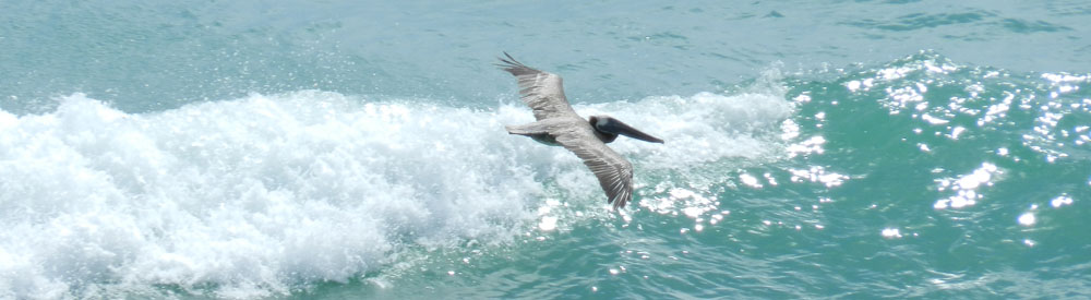 Hutchinson Island Florida, Brown Pelican