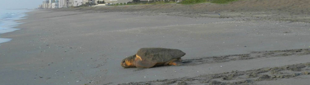 Sea Turtles on Hutchinson Island