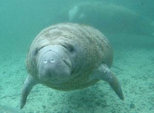 Hutchinson Island Wildlife, Manatee